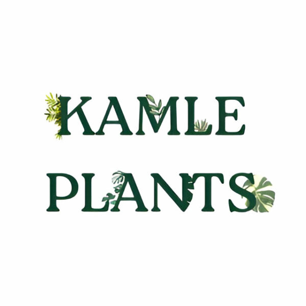 Caladium – Kamleplants.com