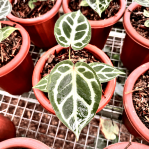 Anthurium King Of Spades HU x Red Crystallinum (Medium)