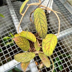 Hoya Tanggamus Red