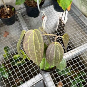 Hoya Latifolia Red