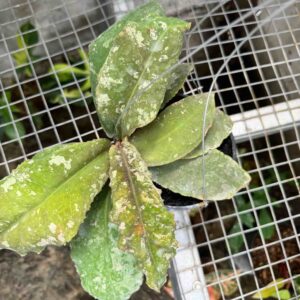 Hoya Undulata