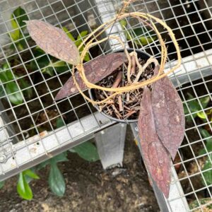 Hoya Clemensiorum Red