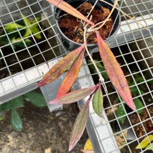 Hoya Sulawesiana Red