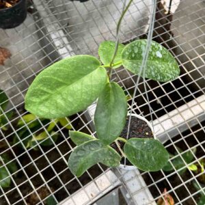 Hoya Onychoides