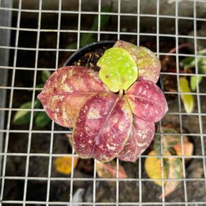 Hoya Mitrata Red Round Leaf