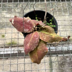 Hoya Undulata Red