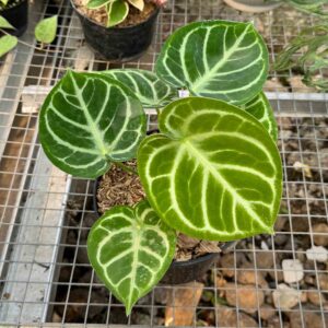 Anthurium Dorayaki Silver