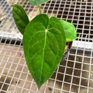 Anthurium Dark Phoenix x Papillilaminum Legend