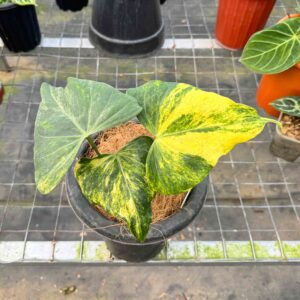 Anthurium Variant Delta Variegated