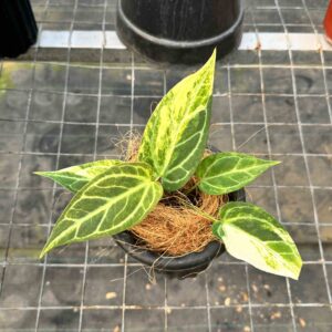 Anthurium Silver Blush Variegated