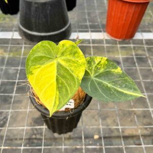 Anthurium Gladiator Variegated