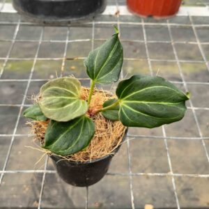 Anthurium King Of Spades HU x Luxurians (Medium)