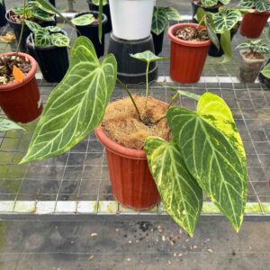 Anthurium Silver Butterfly Variegated (Large)