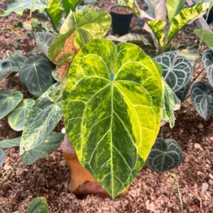 Anthurium Megalove Variegated (Hybrid Ace Of Spades Thailand)