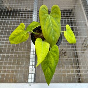 Anthurium Papillilaminum Golden