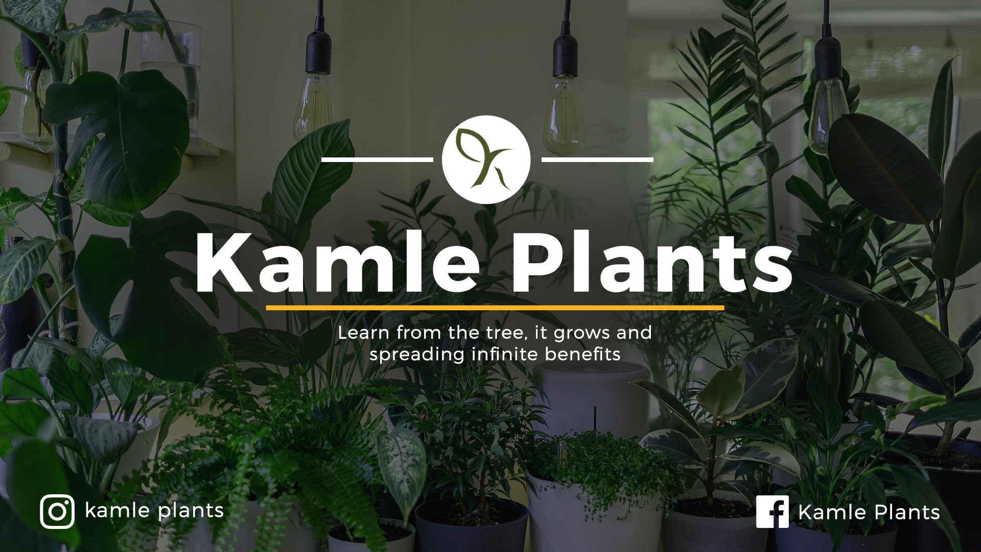 Banner kamleplants
