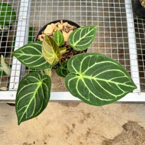 Anthurium Magnificum