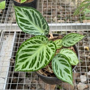 Anthurium Silver Blush