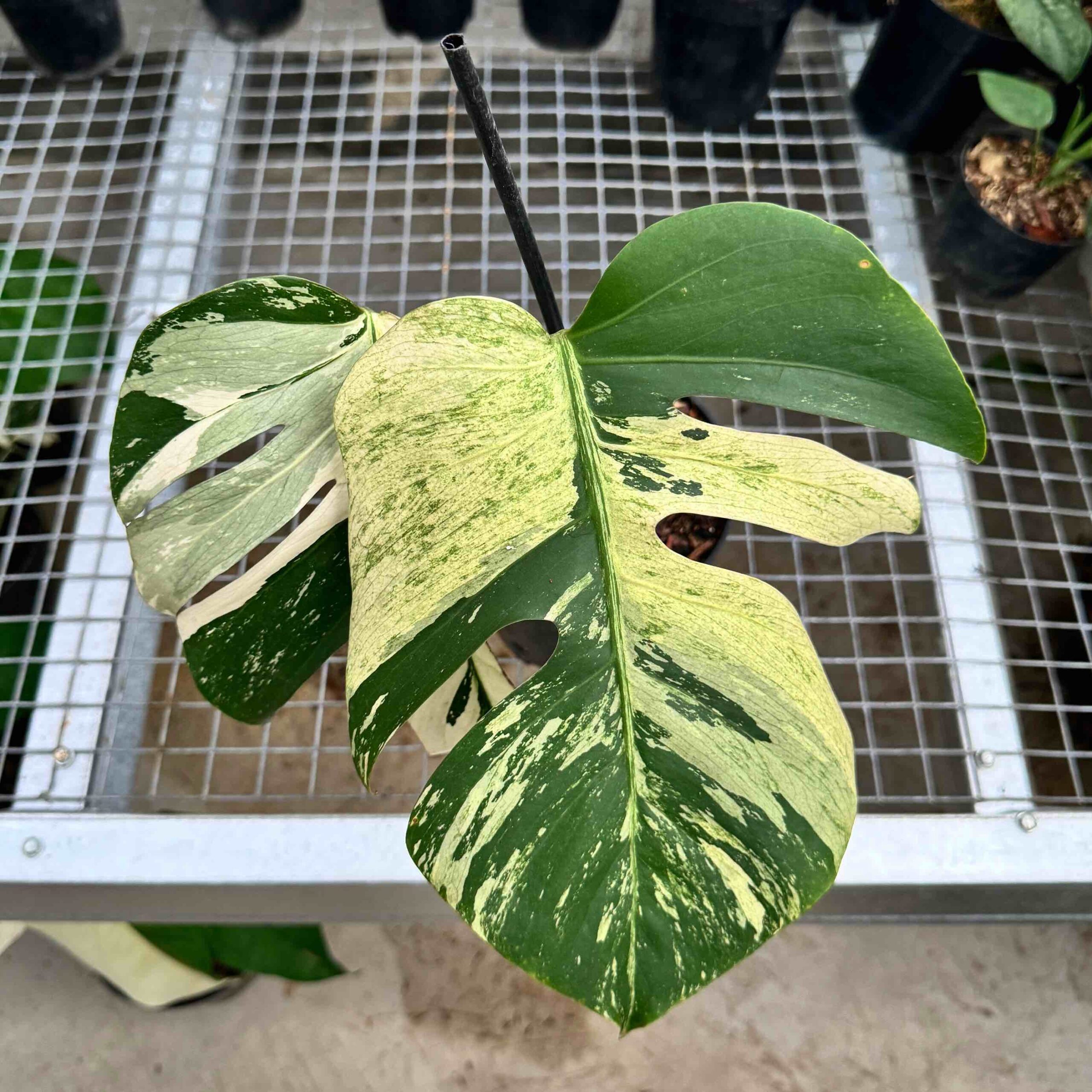 Mint 【希少】Monstera 詳しい deliciosa Mint 【希少】Monstera 詳しい deliciosa