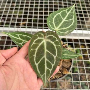 Anthurium Crystallinum