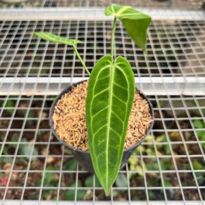 Anthurium Warocqueanum (Medium)