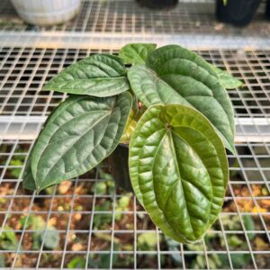 Anthurium Radicans