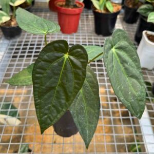 Anthurium Papililaminum Dark Form (Blue Papi)