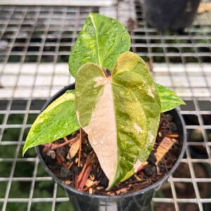 Anthurium Blue x One Variegated Pink and Yellow