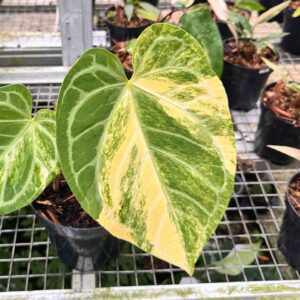 Anthurium Magna Variegated (Magnificum x Silver Variegata)