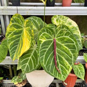 Mother Plants Anthurium Magna Variegated (Magnificum x Silver Variegata)