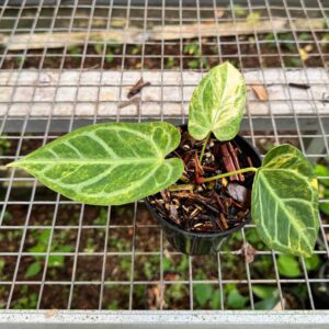 Anthurium Magna Variegata (Magnificum X Silver Variegata)