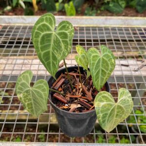 Anthurium Clarinervium King Variegata