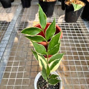 Hoya Polyneura Outer Variegated