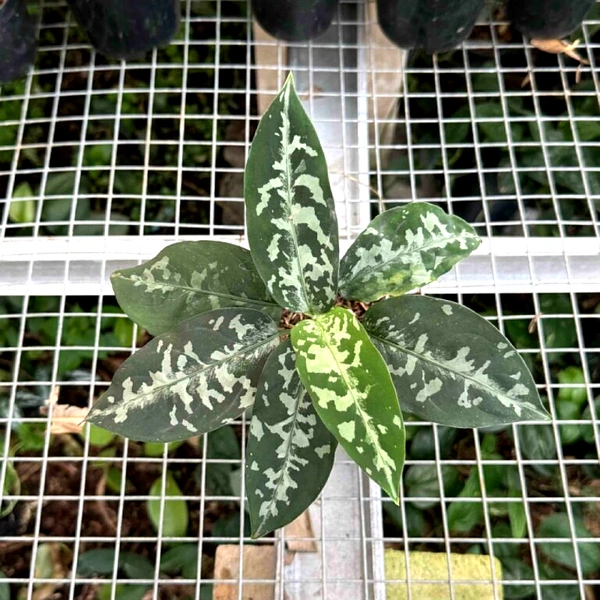 Plant enhanced 600x600