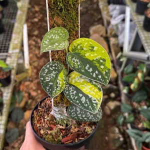 Scindapsus – Kamleplants.com